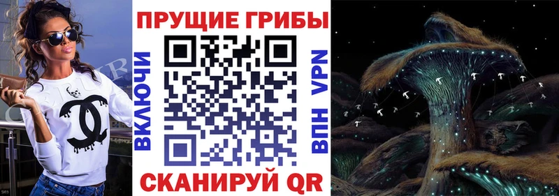 Купить  Рудня  Псилоцибиновые грибы Psilocybe 